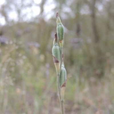 Thelymitra sp. (A Sun Orchid) at Tuggeranong Hill - 15 Nov 2014 by michaelb