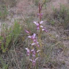 Diuris dendrobioides (Late Mauve Doubletail) at Conder, ACT by MichaelBedingfield