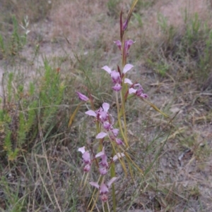 Diuris dendrobioides at suppressed - suppressed