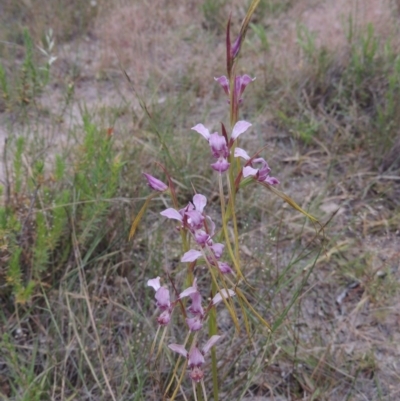 Diuris dendrobioides (Late Mauve Doubletail) at Tuggeranong Hill - 15 Nov 2014 by michaelb