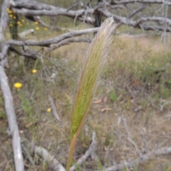 Dichelachne sp. (Plume Grasses) at Tuggeranong Hill - 15 Nov 2014 by michaelb