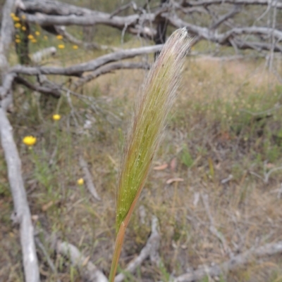 Dichelachne sp. (Plume Grasses) at Tuggeranong Hill - 15 Nov 2014 by michaelb