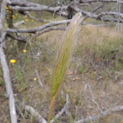 Dichelachne sp. (Plume Grasses) at Conder, ACT - 15 Nov 2014 by michaelb