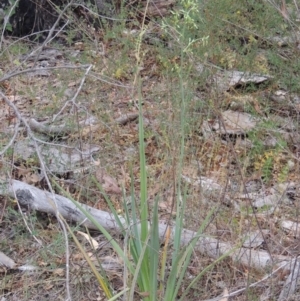 Dianella sp. aff. longifolia (Benambra) at Conder, ACT - 15 Nov 2014 04:44 PM