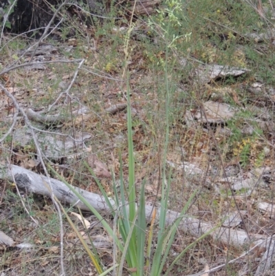 Dianella sp. aff. longifolia (Benambra) (Pale Flax Lily, Blue Flax Lily) at Conder, ACT - 15 Nov 2014 by michaelb