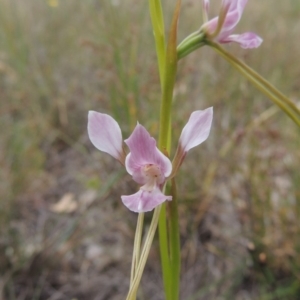 Diuris dendrobioides at suppressed - 15 Nov 2014