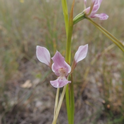 Diuris dendrobioides (Late Mauve Doubletail) at Conder, ACT - 15 Nov 2014 by michaelb
