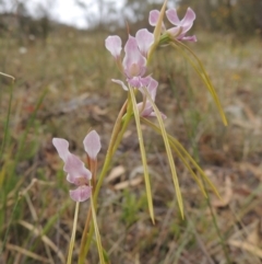 Diuris dendrobioides at suppressed - 15 Nov 2014