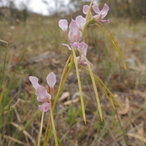 Diuris dendrobioides at suppressed - 15 Nov 2014