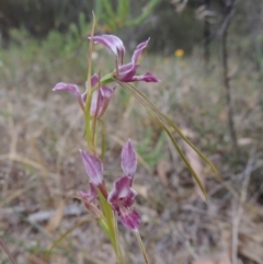 Diuris dendrobioides at suppressed - suppressed