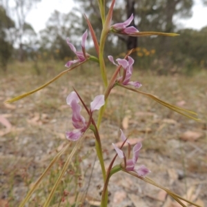 Diuris dendrobioides at suppressed - suppressed