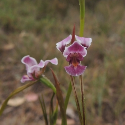 Diuris dendrobioides (Late Mauve Doubletail) at Tuggeranong Hill - 15 Nov 2014 by michaelb