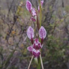 Diuris dendrobioides at suppressed - suppressed