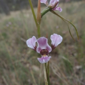 Diuris dendrobioides at suppressed - suppressed