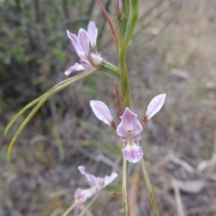 Diuris dendrobioides at suppressed - 15 Nov 2014