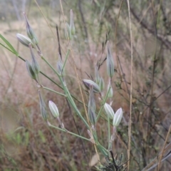 Thysanotus tuberosus subsp. tuberosus (Common Fringe-lily) at Conder, ACT - 15 Nov 2014 by michaelb