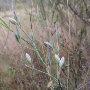 Thysanotus tuberosus subsp. tuberosus at Conder, ACT - 15 Nov 2014 05:28 PM