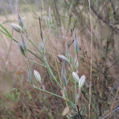 Thysanotus tuberosus subsp. tuberosus (Common Fringe-lily) at Conder, ACT - 15 Nov 2014 by michaelb