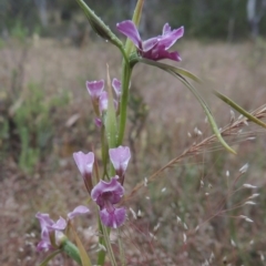 Diuris dendrobioides (Late Mauve Doubletail) at Conder, ACT by MichaelBedingfield