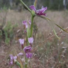 Diuris dendrobioides (Late Mauve Doubletail) at Conder, ACT - 15 Nov 2014 by michaelb