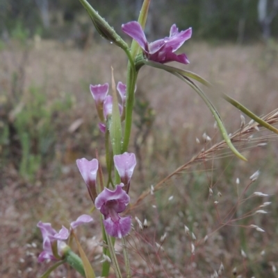 Diuris dendrobioides (Late Mauve Doubletail) at Conder, ACT by MichaelBedingfield