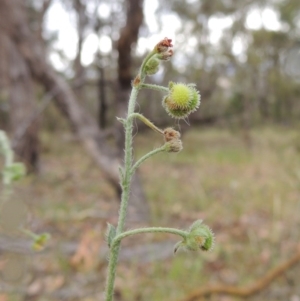 Hackelia suaveolens at Conder, ACT - 15 Nov 2014