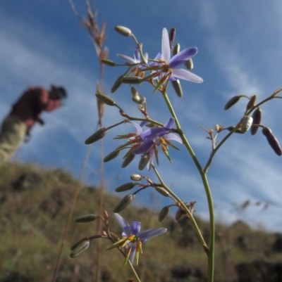 Dianella sp. aff. longifolia (Benambra) (Pale Flax Lily, Blue Flax Lily) at Molonglo River Reserve - 3 Oct 2014 by RichardMilner