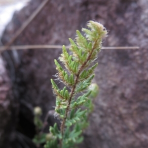 Cheilanthes distans at Molonglo River Reserve - 6 Oct 2014 12:00 AM