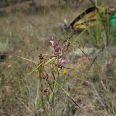 Diuris dendrobioides (Late Mauve Doubletail) at Molonglo River Reserve by RichardMilner