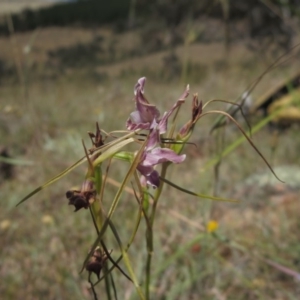 Diuris dendrobioides at suppressed - 13 Nov 2014