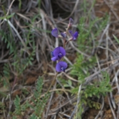 Swainsona monticola (Notched Swainson-Pea) at Molonglo Valley, ACT - 13 Nov 2014 by RichardMilner