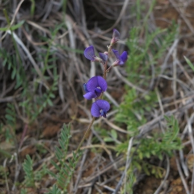 Swainsona monticola (Notched Swainson-Pea) at Molonglo Valley, ACT - 13 Nov 2014 by RichardMilner