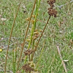 Juncus (genus) (A Rush) at Paddys River, ACT - 10 Dec 2014 by galah681