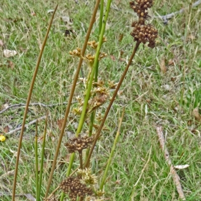 Juncus (genus) (A Rush) at Paddys River, ACT - 10 Dec 2014 by galah681