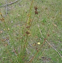 Juncus sp. at Paddys River, ACT - 10 Dec 2014