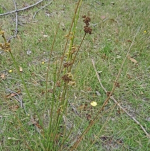 Juncus sp. at Paddys River, ACT - 10 Dec 2014