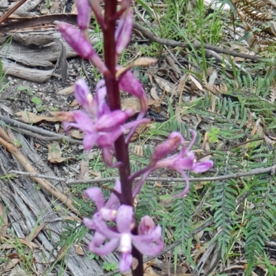 Dipodium roseum (Rosy Hyacinth Orchid) at Paddys River, ACT - 10 Dec 2014 by galah681