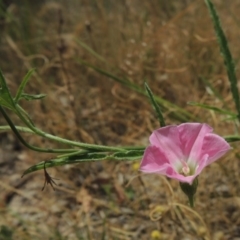 Convolvulus angustissimus subsp. angustissimus (Australian Bindweed) at Tuggeranong Hill - 17 Nov 2014 by michaelb