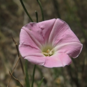 Convolvulus angustissimus subsp. angustissimus at Conder, ACT - 17 Nov 2014 01:49 PM