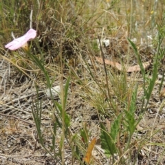 Convolvulus angustissimus subsp. angustissimus at Conder, ACT - 17 Nov 2014 01:49 PM