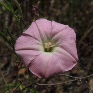 Convolvulus angustissimus subsp. angustissimus at Conder, ACT - 17 Nov 2014 01:49 PM