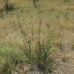 Dianella sp. aff. longifolia (Benambra) (Pale Flax Lily, Blue Flax Lily) at Conder, ACT - 17 Nov 2014 by michaelb