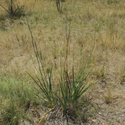 Dianella sp. aff. longifolia (Benambra) (Pale Flax Lily, Blue Flax Lily) at Conder, ACT - 17 Nov 2014 by michaelb