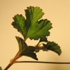 Pelargonium australe at Greenway, ACT - 30 Mar 2004 12:00 AM