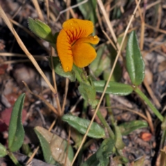 Zornia dyctiocarpa var. dyctiocarpa (Zornia) at Denman Prospect, ACT - 23 Oct 2014 by RichardMilner