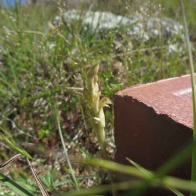 Hymenochilus sp. at Denman Prospect, ACT - 3 Oct 2014 by RichardMilner