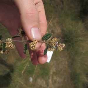 Pomaderris betulina subsp. betulina at Molonglo River Reserve - 20 Oct 2014