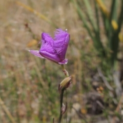 Thysanotus tuberosus subsp. tuberosus (Common Fringe-lily) at Tuggeranong Hill - 17 Nov 2014 by michaelb