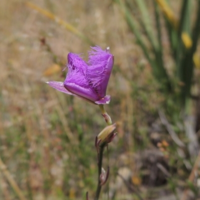 Thysanotus tuberosus subsp. tuberosus (Common Fringe-lily) at Tuggeranong Hill - 17 Nov 2014 by michaelb