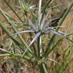 Eryngium ovinum (Blue Devil) at Conder, ACT - 17 Nov 2014 by michaelb